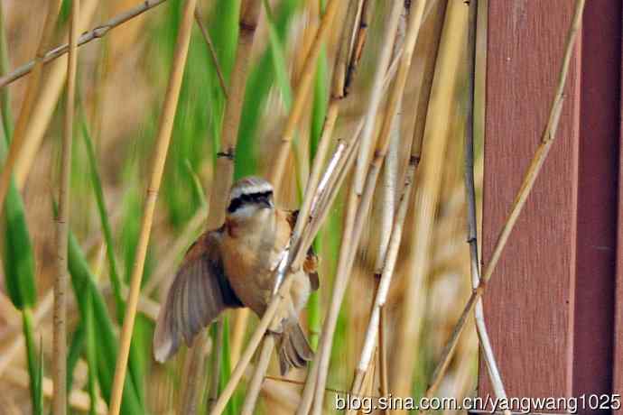 中华攀雀(记录版) 中华攀雀(记录版)