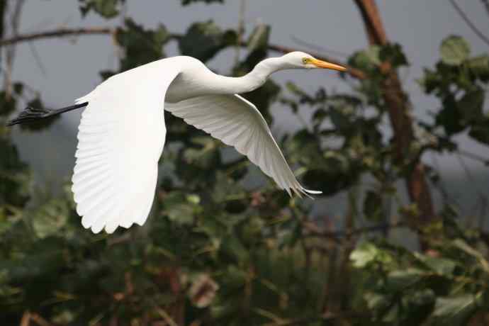 摄鸟拾趣 wbr wbr白鹭（二）