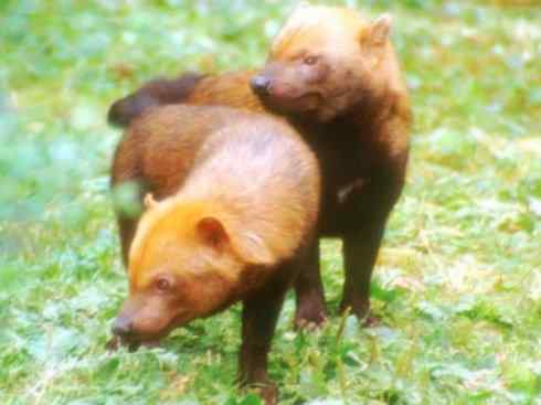 动物世界：山寨还是原创之四