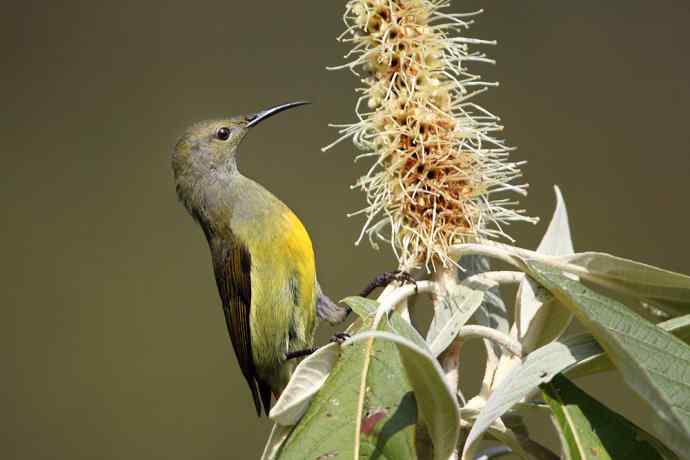 因太阳而更加美丽，因红尾而呈上吉祥