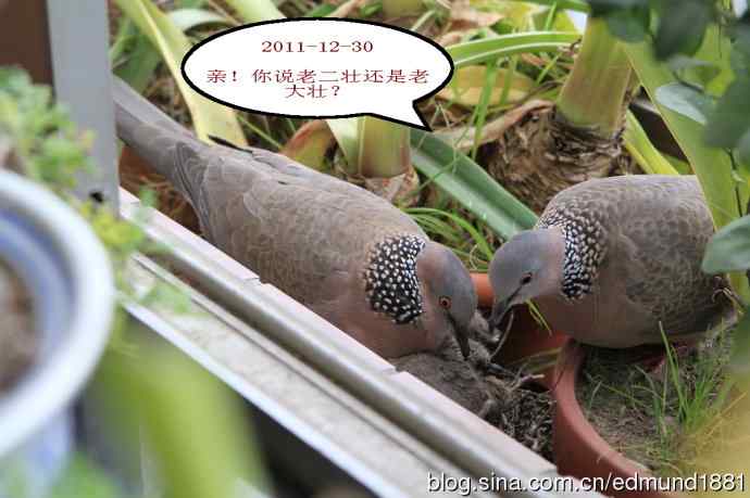 珠颈斑鸠育儿记