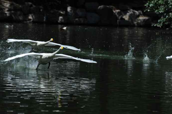 飞（白天鹅） wbr1