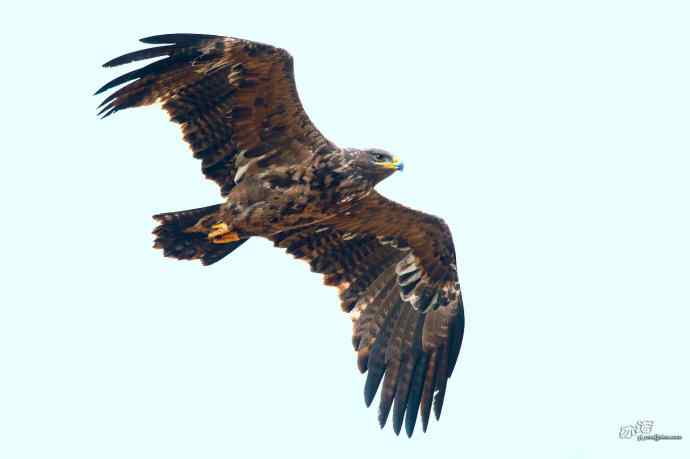 一组草原雕迎面起飞和飞行图（拍摄距离60米）
