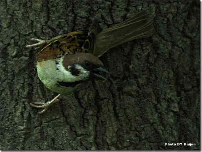 天要下雨 鸟要觅食