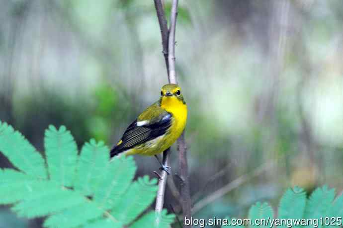 雄性绿背姬鶲（4）