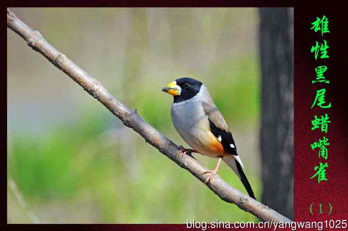 雄性黑尾蜡嘴雀（1）