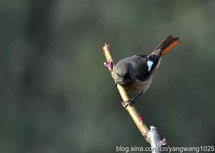 第一场春雨之后 wbr1 第一场春雨之后 wbr1