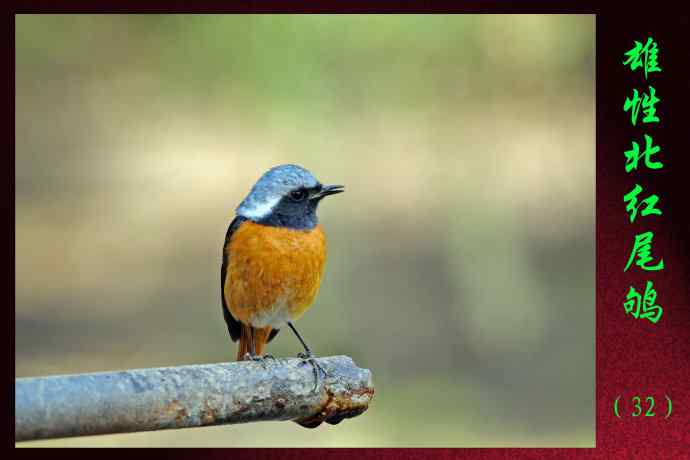 雄性北红尾鸲（32）