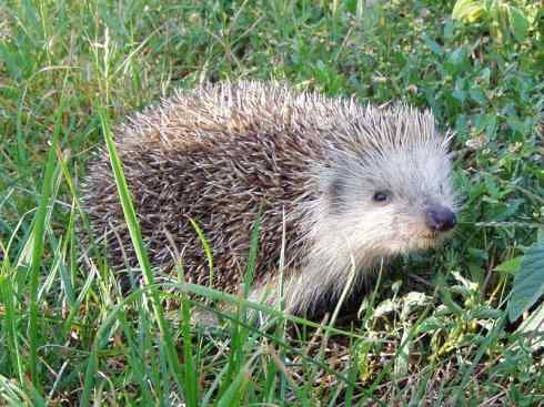 动物世界:山寨还是原创之三 动物世界:山寨还是原创之三