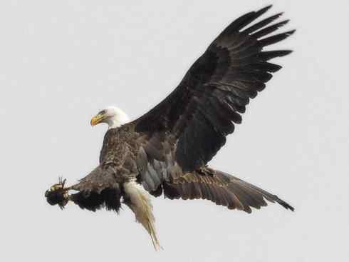 白头鸟系列：另类的美丽12