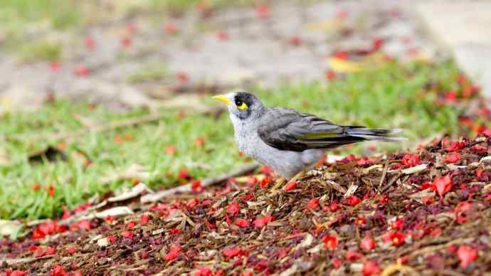 澳洲拍鸟鈥斺斘薮Σ辉诘暮诙羁笪勰