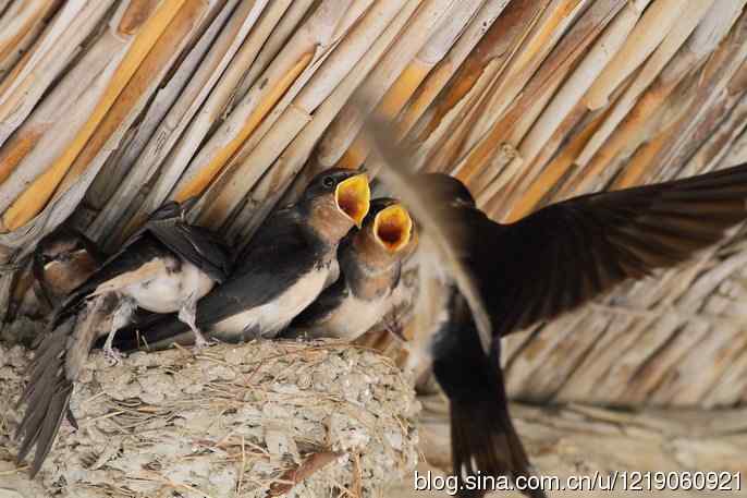 家燕育雏