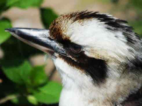 天生猎手：非猛禽类猎手之二（雀鸟也是屠夫——伯劳）