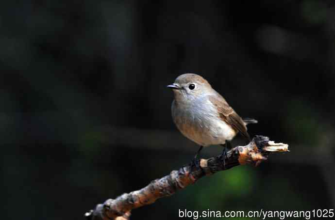 红喉姬鹟（13）