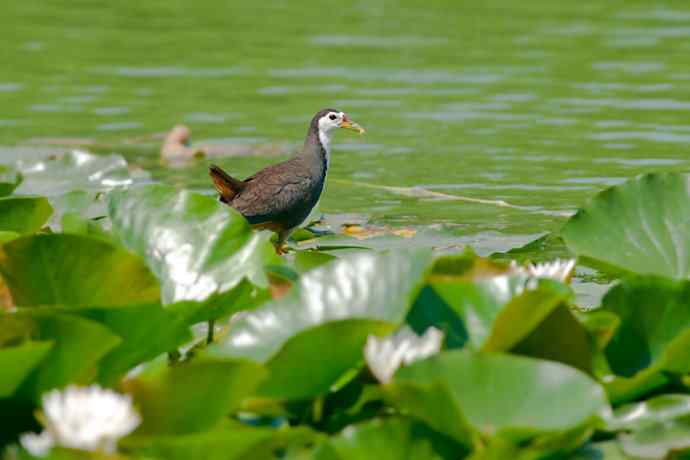 龙潭西湖的白胸苦恶鸟