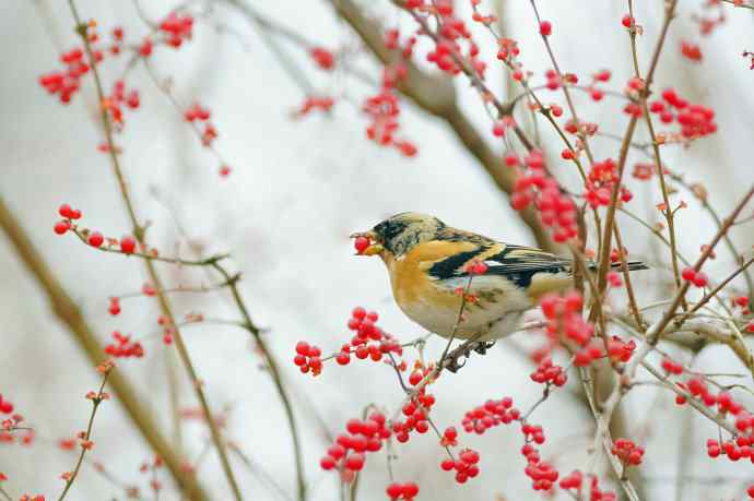 收获菜鸟也开心 收获菜鸟也开心