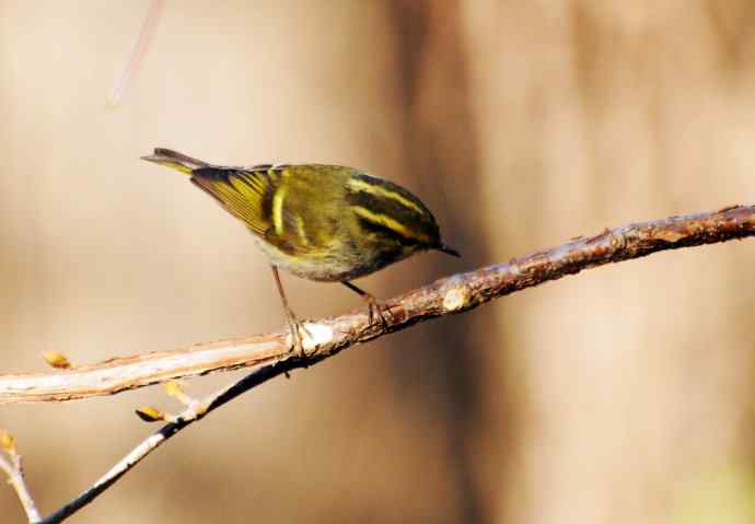 又见黄眉柳莺（枝头版）