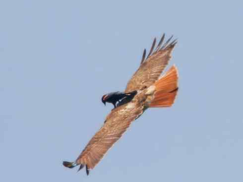 雀鸟也彪悍:小鸟也疯狂(红翅黑鹂) 雀鸟也彪悍:小鸟也疯狂(红翅黑鹂——拟鹂科的战斗种族)