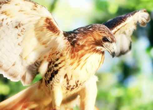 另类鸟类建筑师之一（白鹳、秃鹳）