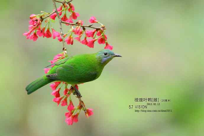 花鸟集鈥斺敵雀挂娥荕M
