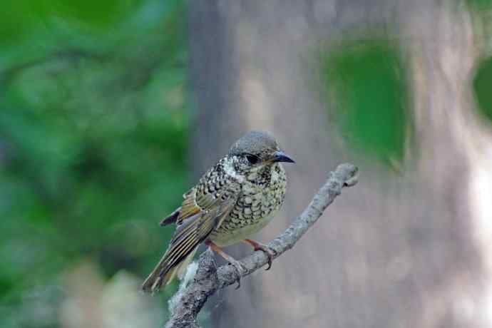 雌性白喉矶鸫（2）
