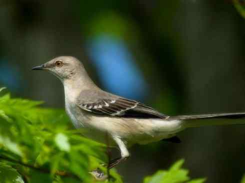 雀鸟也彪悍：别惹我（小嘲鸫）