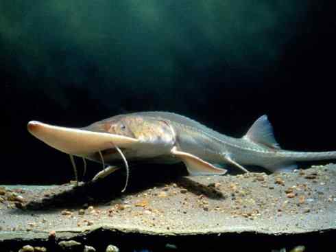 鱼类活化石：中华鲟