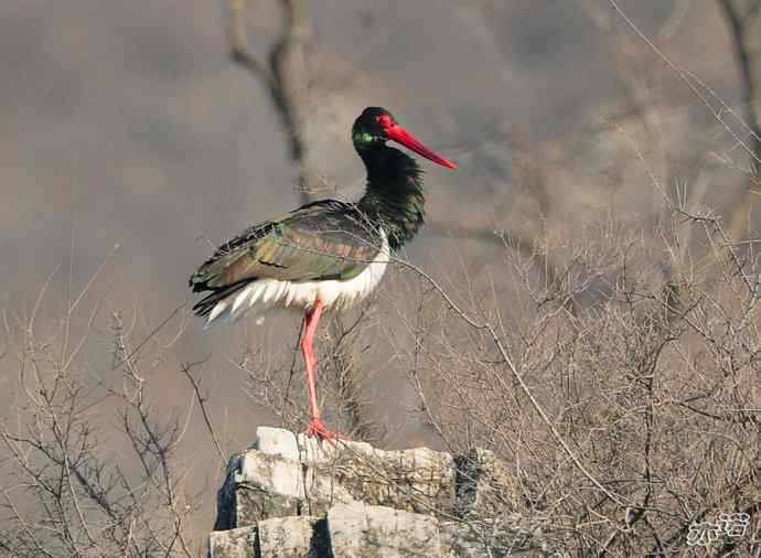 北京十渡拍鸟——黑鹳