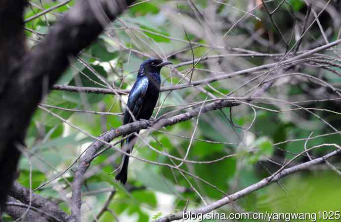 发冠卷尾(1) 发冠卷尾(1)