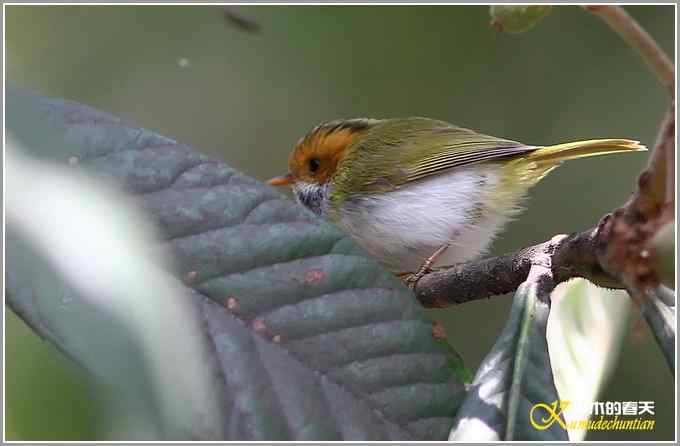小鈥溩亓锄O莺鈥澯氪筲滪鈥潯菊掌