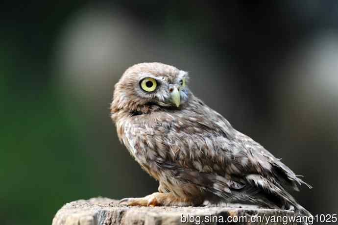 纵纹腹小鸮（2）