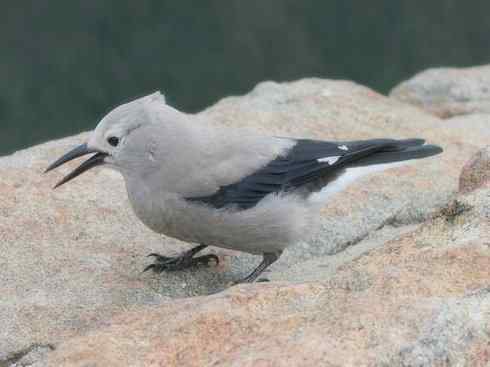 雀鸟也彪悍：黑衣杀手（秃鼻乌鸦）