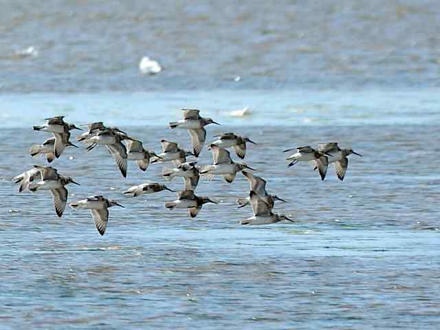 黄金海岸寻鹬 wbr赤土山桥赏鸟