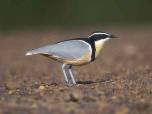 雀鸟也彪悍：与鳄共舞（埃及鸻）