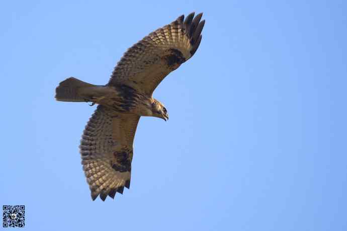 野鸭湖的普通鵟 野鸭湖的普通鵟