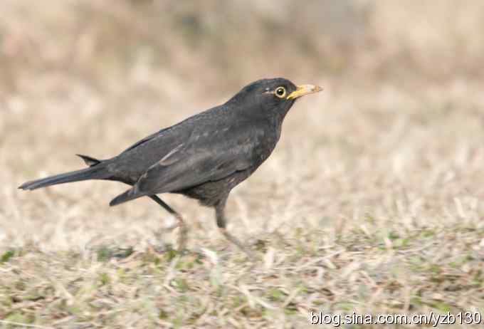 瑞典国鸟——金眼圈的乌鸫（组图）