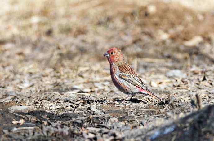 雄性北朱雀（2）