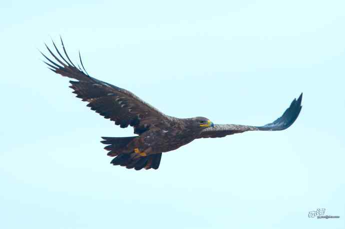一组草原雕迎面起飞和飞行图（拍摄距离60米）