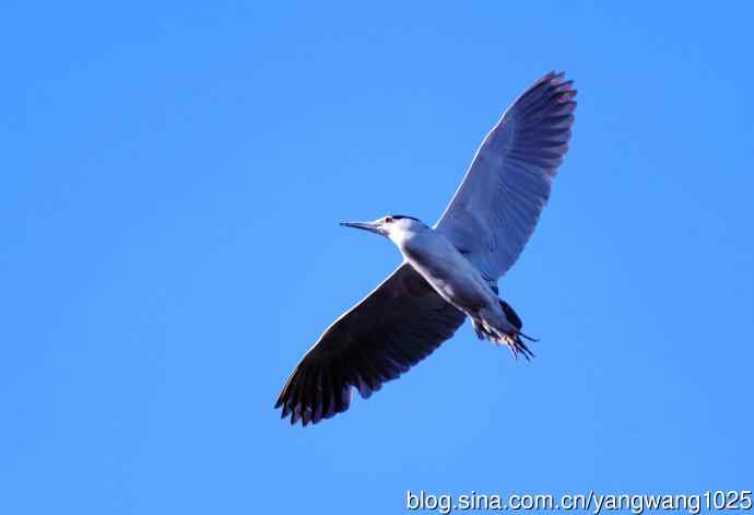 飞(夜鹭)48 飞(夜鹭)48