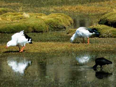 欣赏:美丽的草雁 欣赏:美丽的草雁