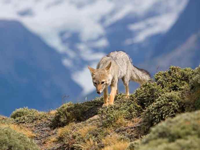 犬科：狐亚科伪狐属之阿根廷狐、山狐、达尔文狐
