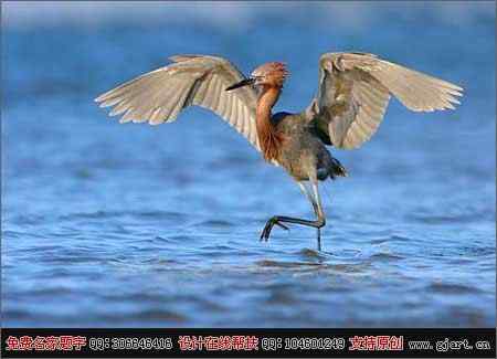 德克萨斯州&ldquo;鸟趣&rdquo;摄影