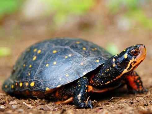 玄武：传说的兽原型探秘（水龟）