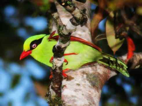 美丽无罪：雀鸟之绿鹊