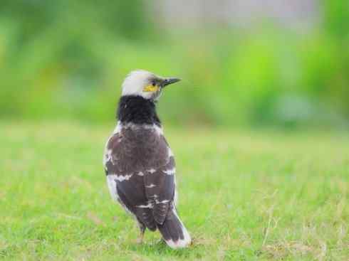 美丽无罪：雀鸟之辉椋鸟