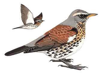 实拍感人场面——田鸫育雏(组图,4张图片)