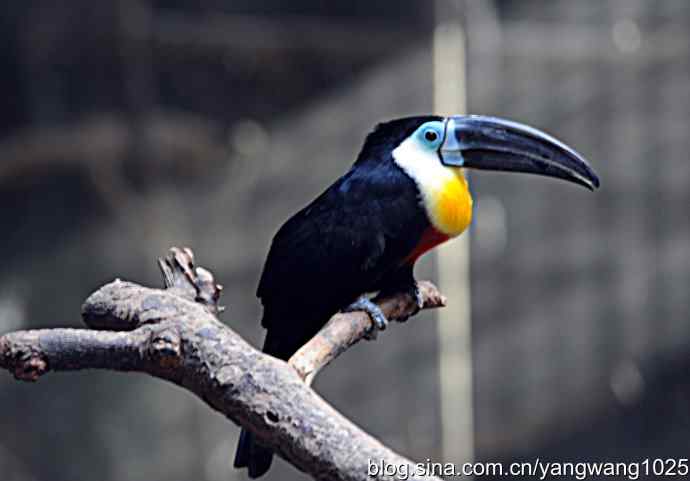 北京动物园的鸟类——杂片（鸟儿）