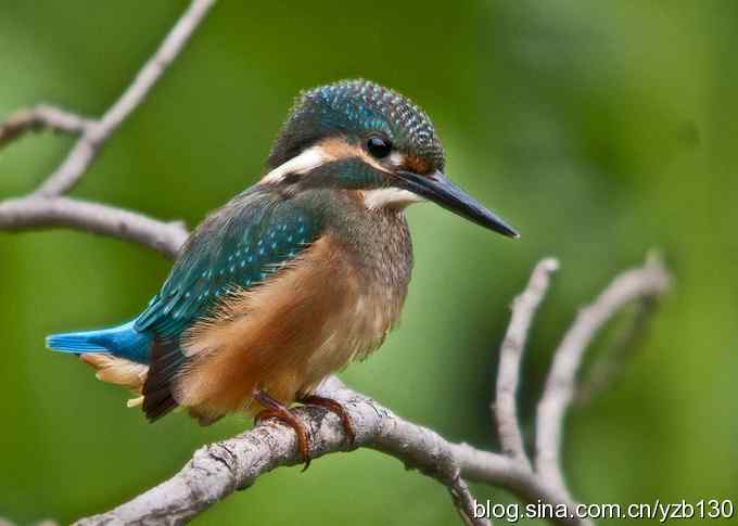 小翠吃虾（组图，16张图片）