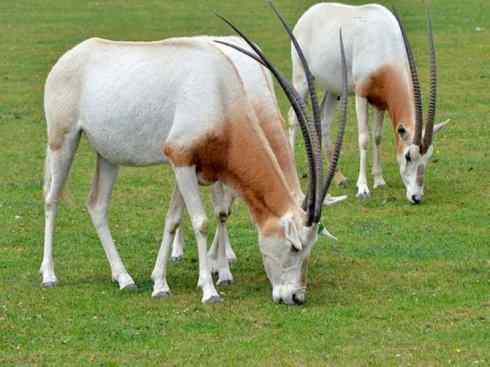 麒麟：传说的兽原型探秘（马羚）