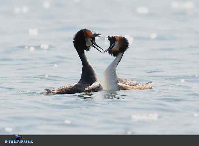 凤头.相恋在春花绽放时